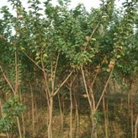 供應(yīng)4公分速生紫薇樹(shù)苗4公分速生紫薇工程苗