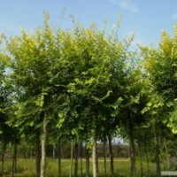 自產(chǎn)自銷苗圃