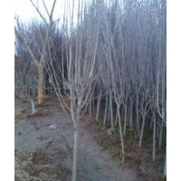 直銷木槿，欒樹，海棠，琵琶，櫸樹，樸樹