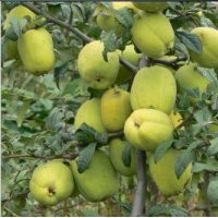 沂州木瓜海棠之都-湯河鎮(zhèn)，供木瓜苗，木瓜海棠苗