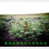 青仟云杉定植苗 50-60公分