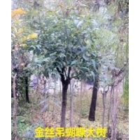 金絲吊蝴蝶工程苗