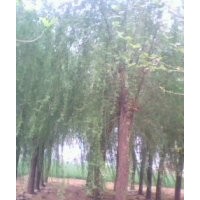 供應國槐 白蠟 法桐 毛白楊 欒樹