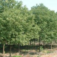 供應(yīng)香樟價格 優(yōu)質(zhì)香樟供應(yīng)商