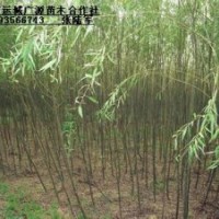 3、4、5公分垂柳出售、3公分垂柳大量低價(jià)優(yōu)惠供應(yīng)