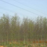 最新楓香價(jià)格 10公分12公分15公分18公分楓香報(bào)價(jià) 南京楓香價(jià)格