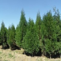 供應(yīng)側(cè)柏，垂柳，大葉女貞，各規(guī)格全