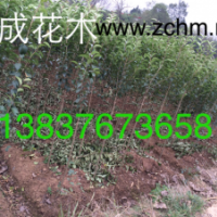 2公分大葉女貞，4公分大葉女貞批發(fā)價(jià)格