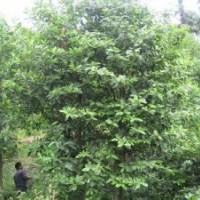 今年12公分含笑價格含笑產(chǎn)地報價