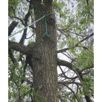 40公分榆樹價格