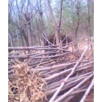 供應，毛白楊，白蠟，法桐