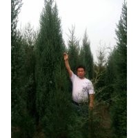 出售各種規(guī)格的北京儈柏，河南儈柏，儈柏球