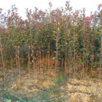 紅葉石楠高桿/紅葉石楠獨(dú)桿/紅葉石楠單桿1 2 3 4 5 6 7公分