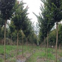 皖大量供應(yīng)1-6公分速生紫薇（900畝）