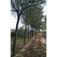 12公分2-3年帽國槐樹價格