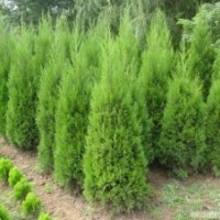 供應蜀儈 塔柏苗 檜柏 塔柏 蜀檜小苗 北京檜 等各種規(guī)格