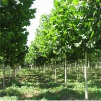 造型法桐 速生法桐 二年冒速生法桐