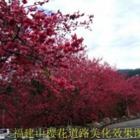 供應(yīng)福建山櫻花