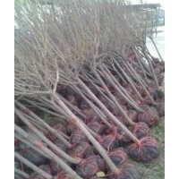 山西哪里有2-3公分蘋果苗