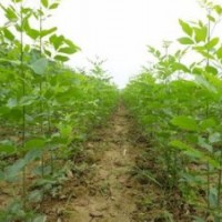 提供白蠟火炬規(guī)格齊全