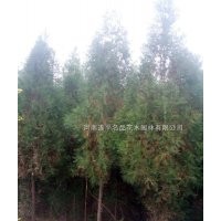 名品彩葉側(cè)柏低價出售