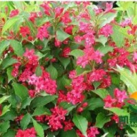 銷(xiāo)售紅王子錦帶，紅王子錦帶價(jià)格，紅王子錦帶基地