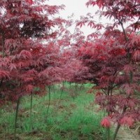 供應(yīng)紅楓，廣玉蘭，香樟等綠化苗木