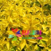 金葉連翹、花葉連翹、金脈連翹