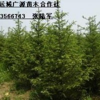 3米油松大量出售、3米油松大量?jī)?yōu)惠低價(jià)供應(yīng)