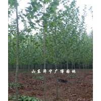 供應(yīng)2-6公分的速生法桐