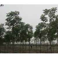 12公分重陽木價(jià)格南京20公分重陽木基地