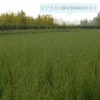 常年出售儈柏，檜柏，儈柏球，檜柏球