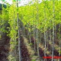 河北白蠟白蠟河北白蠟白蠟價(jià)格白蠟規(guī)格白蠟報(bào)價(jià)國(guó)槐欒樹(shù)法桐