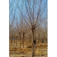 山東8-10公分復(fù)葉槭價(jià)格