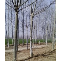 法桐10——25公分300顆 急售