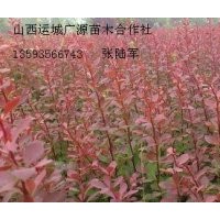 紫葉李紅葉李紫葉矮櫻小苗大量低價(jià)供應(yīng)