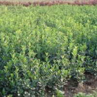 石家莊苗圃冬青女貞賤賣