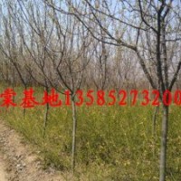 供應(yīng)西府海棠價(jià)格，垂絲海棠價(jià)格，紅寶石海棠價(jià)格、北美海棠、木