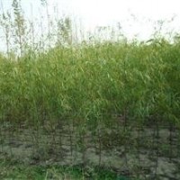 供應(yīng)8公分裸根垂柳價格 3公分垂柳價格