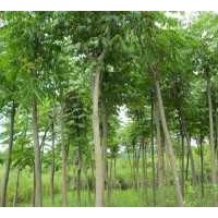 專供湖南16公分全冠欒樹(shù)，15公分原生欒樹(shù)，歡迎詢價(jià)