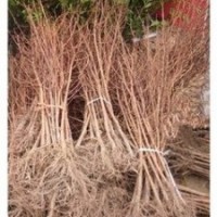 常年供應水杉價格 3公分4公分水杉價格