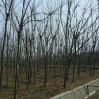 供應(yīng)15公分欒樹價(jià)格 江蘇欒樹基地