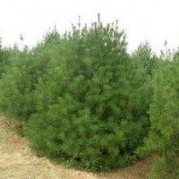 供應(yīng)白皮松 華山松 各種苗木產(chǎn)品齊全