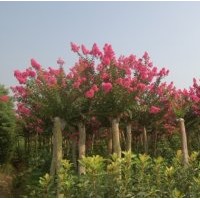 出售香樟，大葉女貞，紅葉李，紫薇等綠化苗木