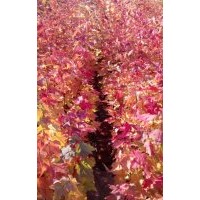 美國紅楓 金葉衛(wèi)矛 紅葉榆葉梅