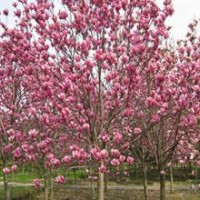 石家莊櫻花木槿玉蘭紫薇專賣
