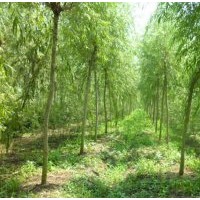 出售垂柳，金絲柳等綠化苗木