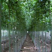 毛白楊基地 毛白楊苗圃 專營(yíng)毛白楊