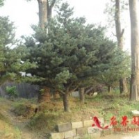 五針?biāo)?/></a>
<div><a href=