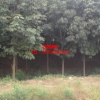 中華七葉樹(shù)